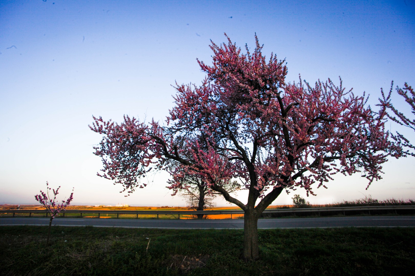 Mandelblüte