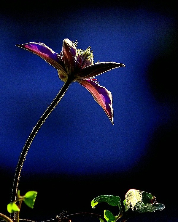 Clematis bei Nacht