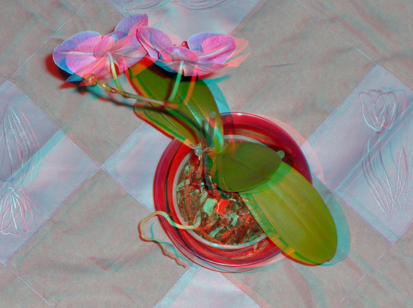 Orchidee 3D