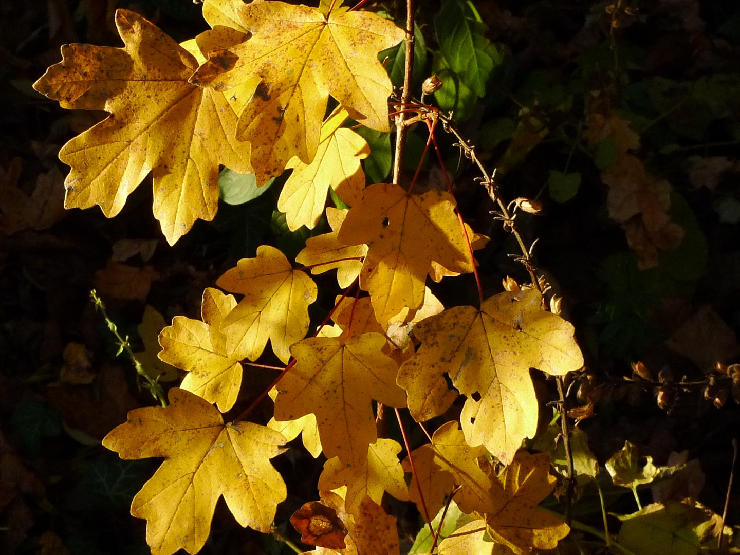 Herbst