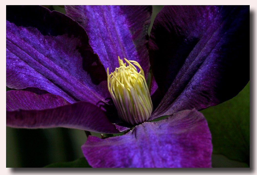 Clematis