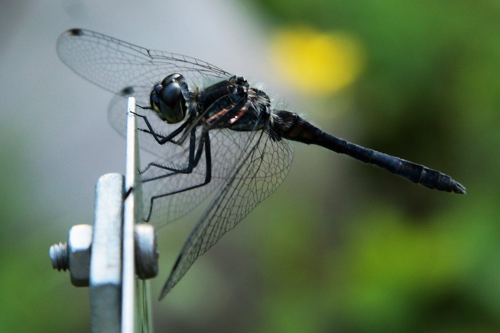 Schwarze Heidelibelle