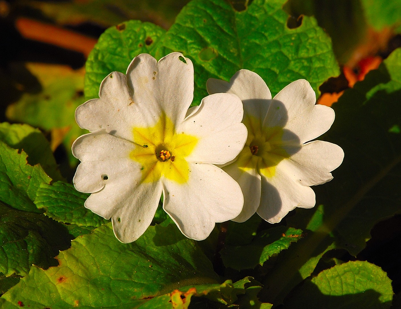 Fleurs.