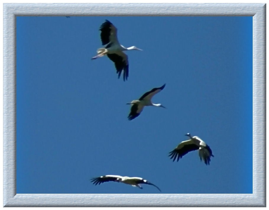 Storch