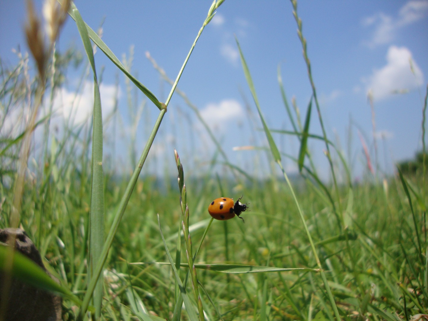 sommer 2010