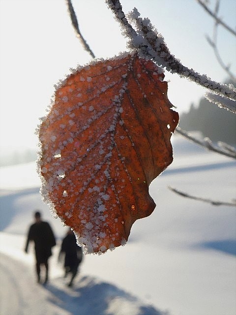 vom letzten Herbst ...