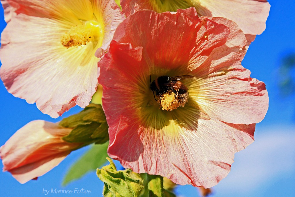 Blüte im Sonnenlicht