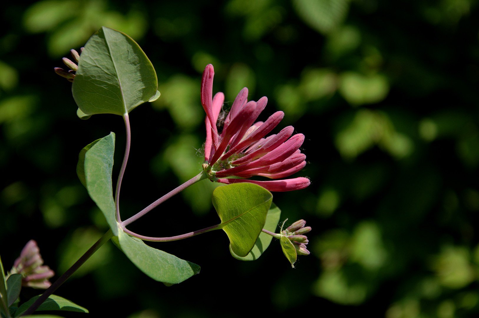 Geisblatt