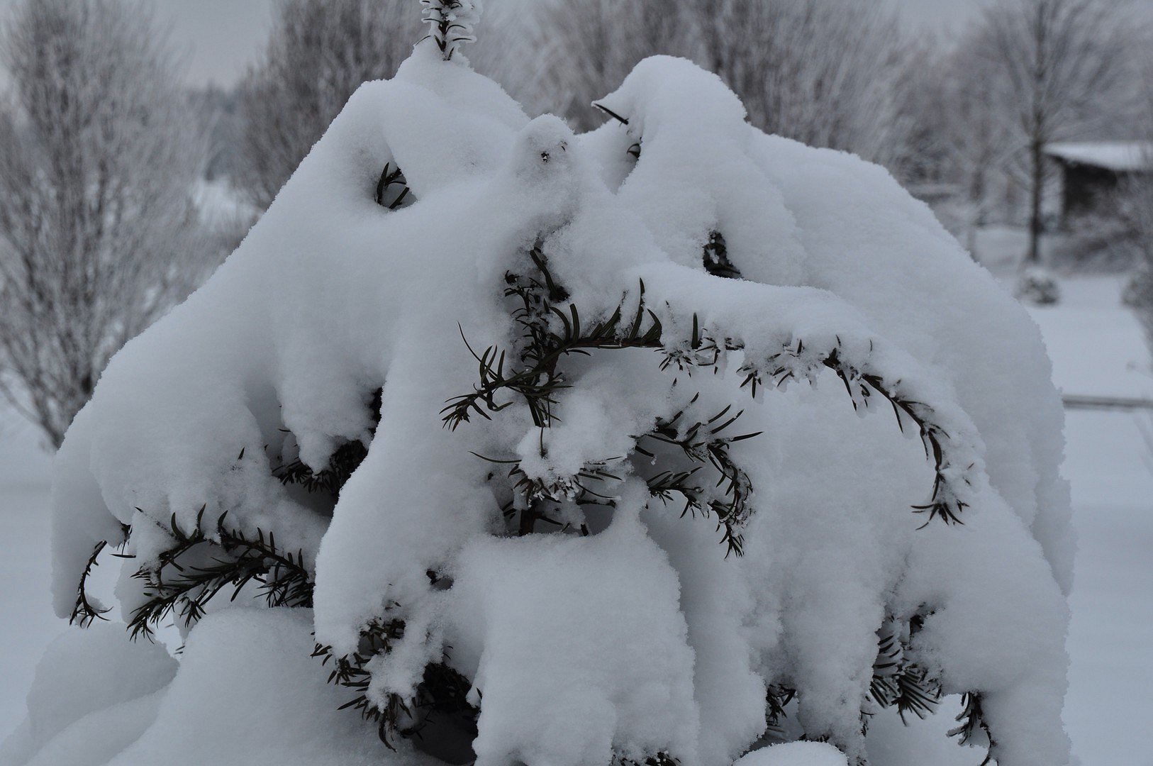 Tannenschneemann