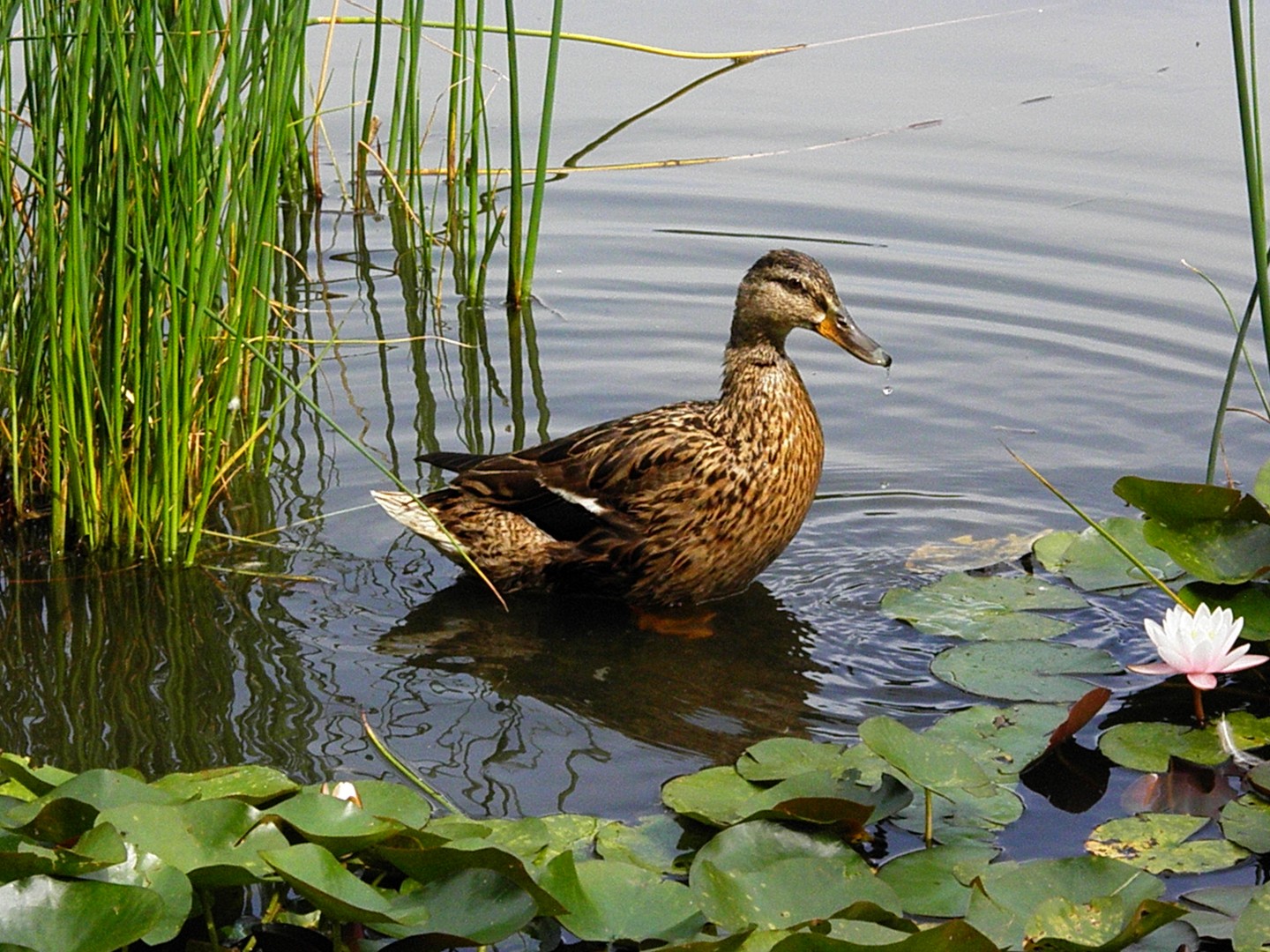 Eine Ente ..