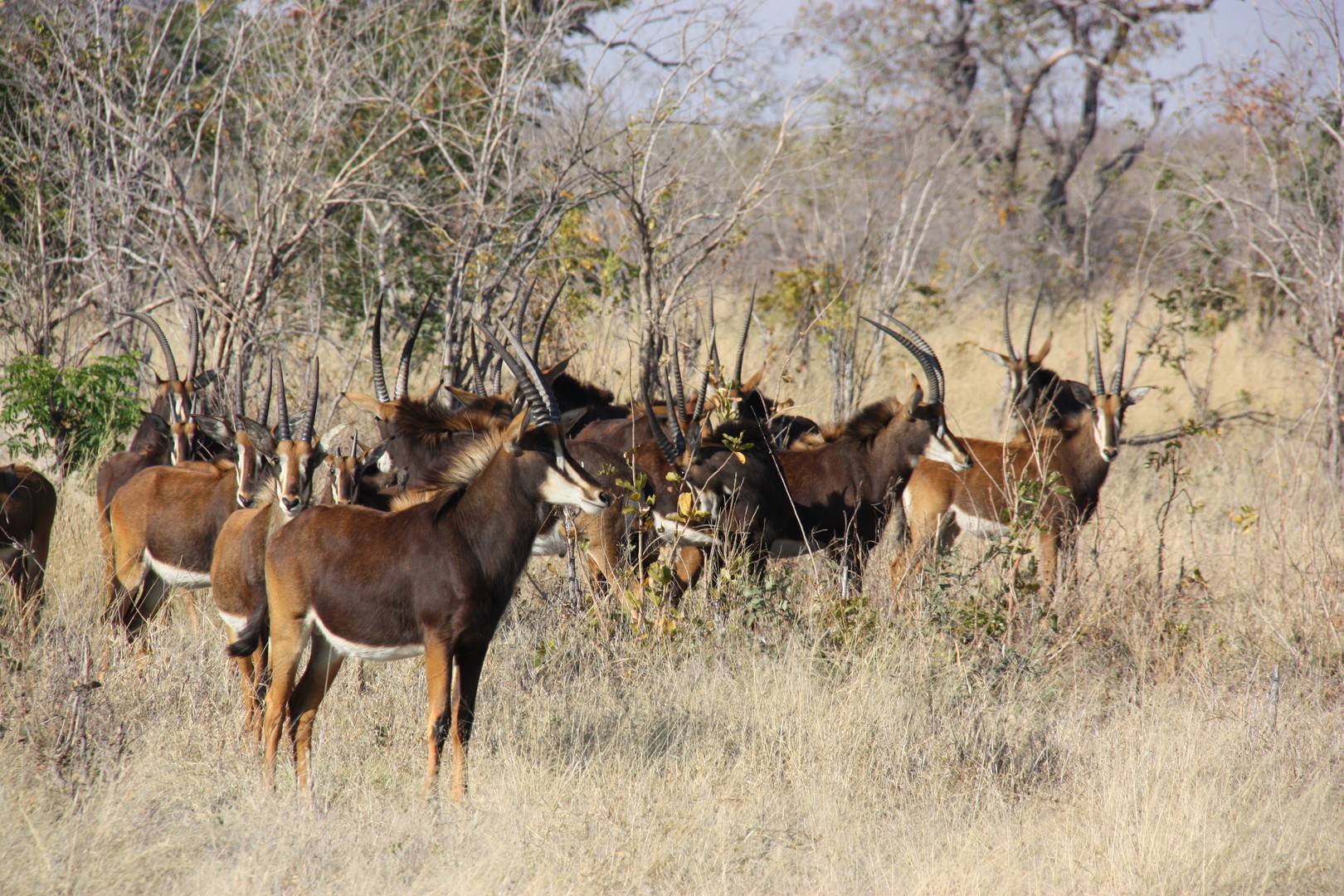 Rappenantilopen im Chobe NP.