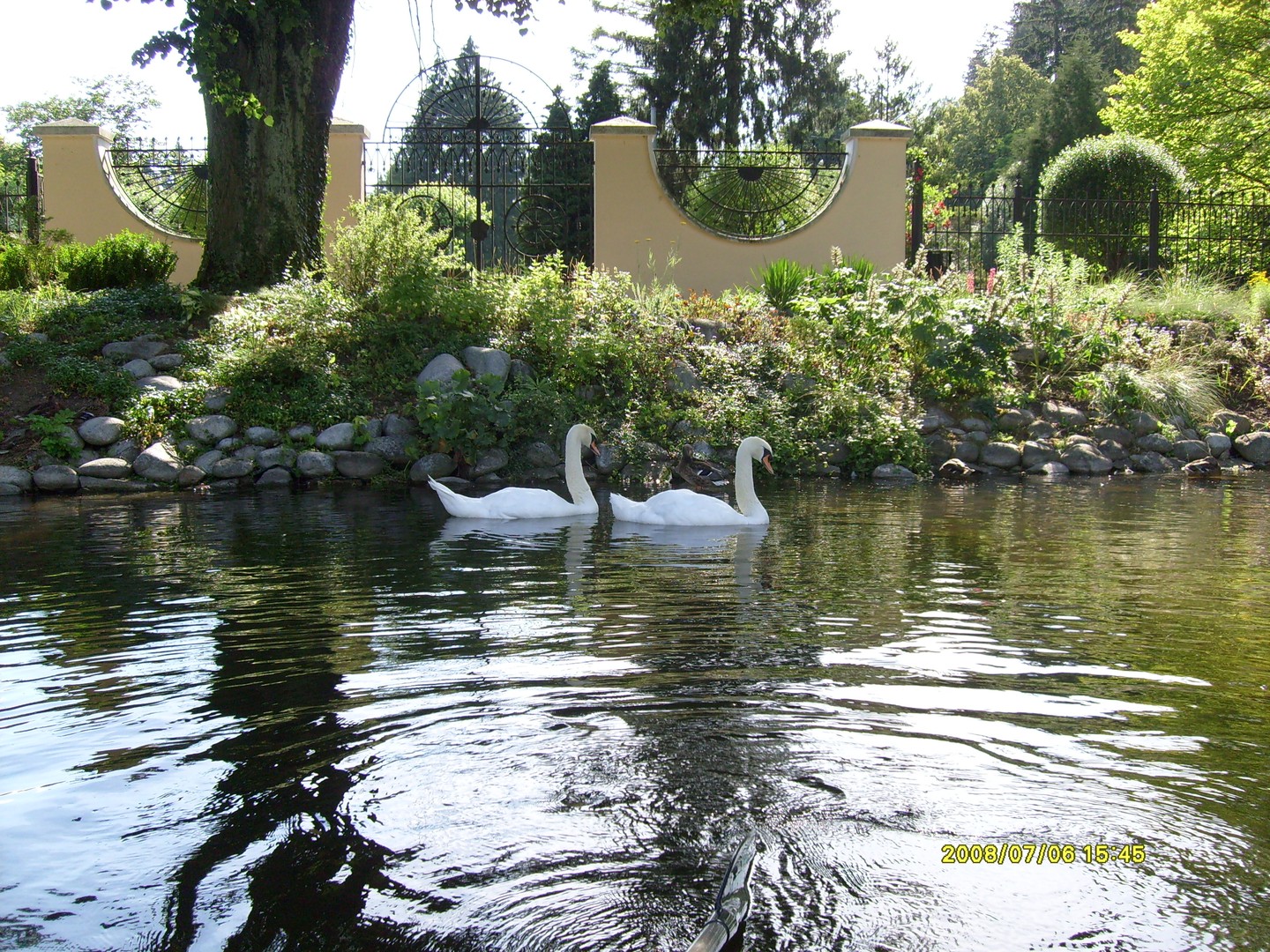 Schwanen am see