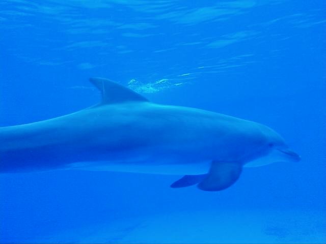 delfin