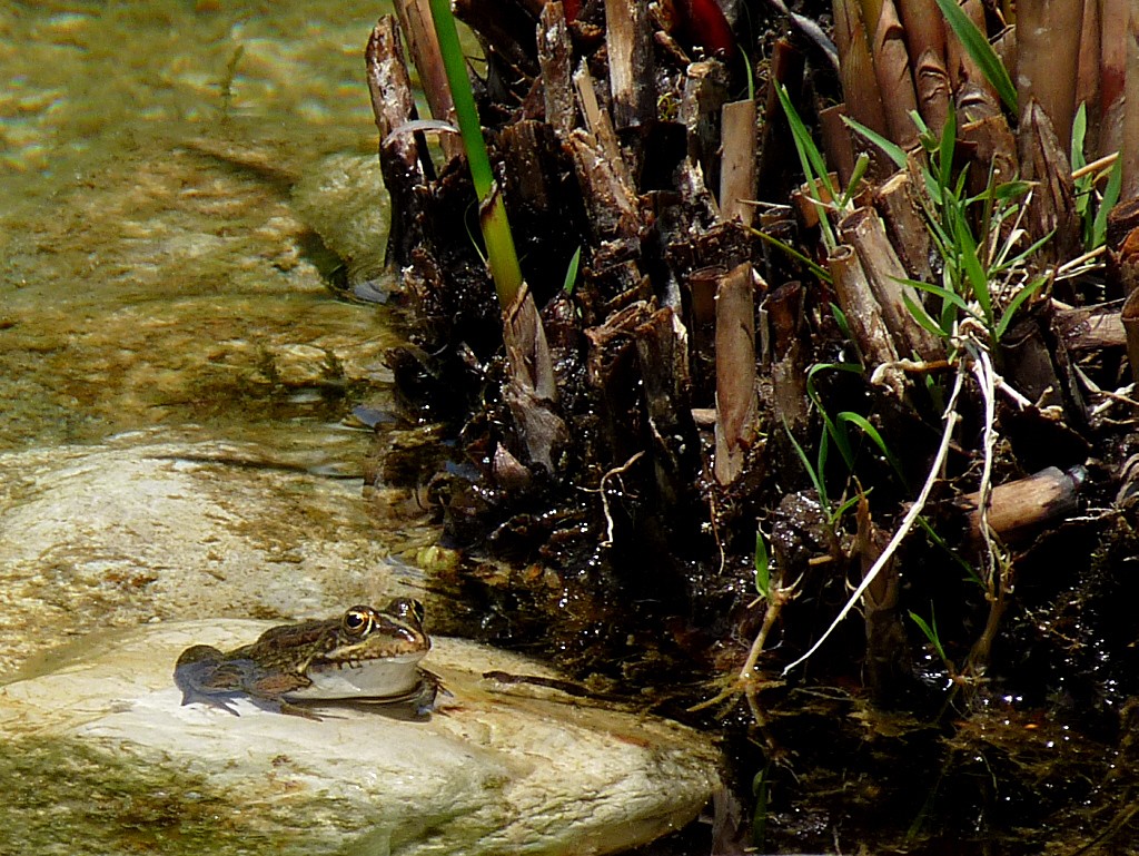 Froschköniglein