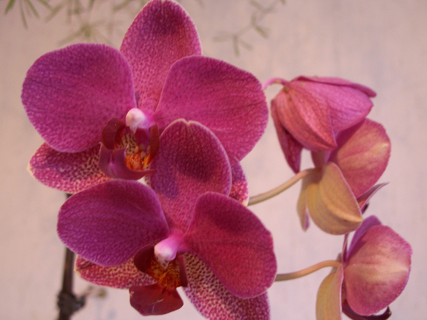 Orchidee