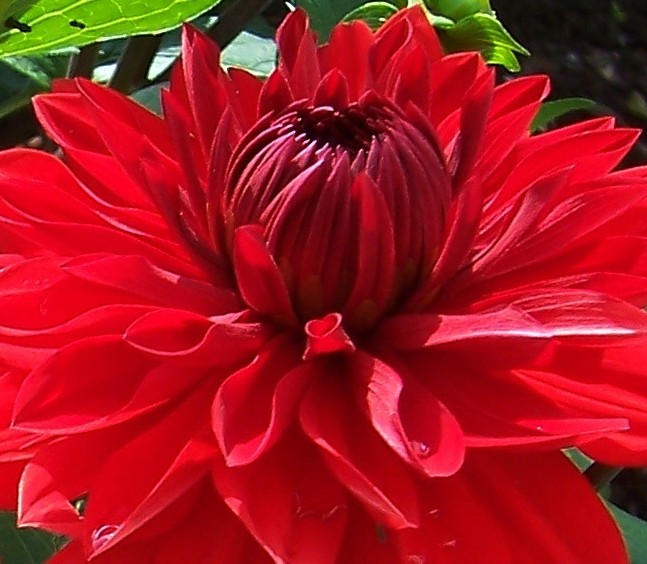 rote Dahlienblüte