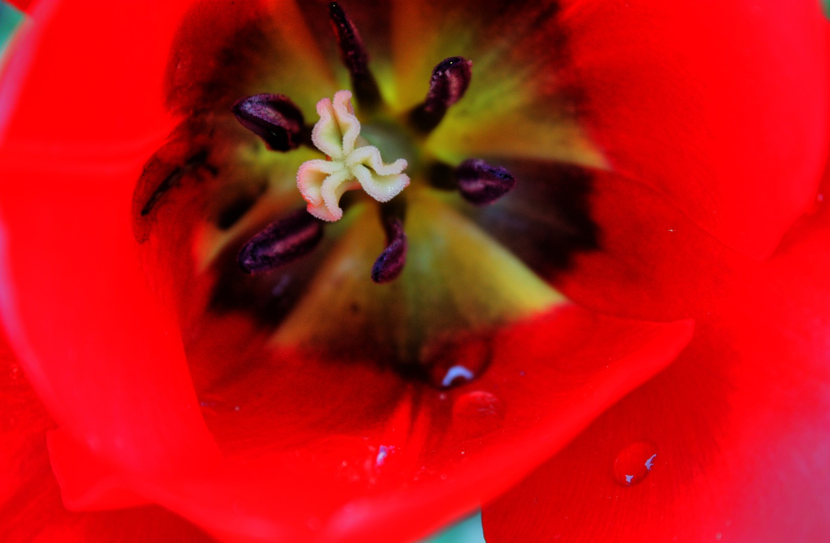 TULIPE ROUGE