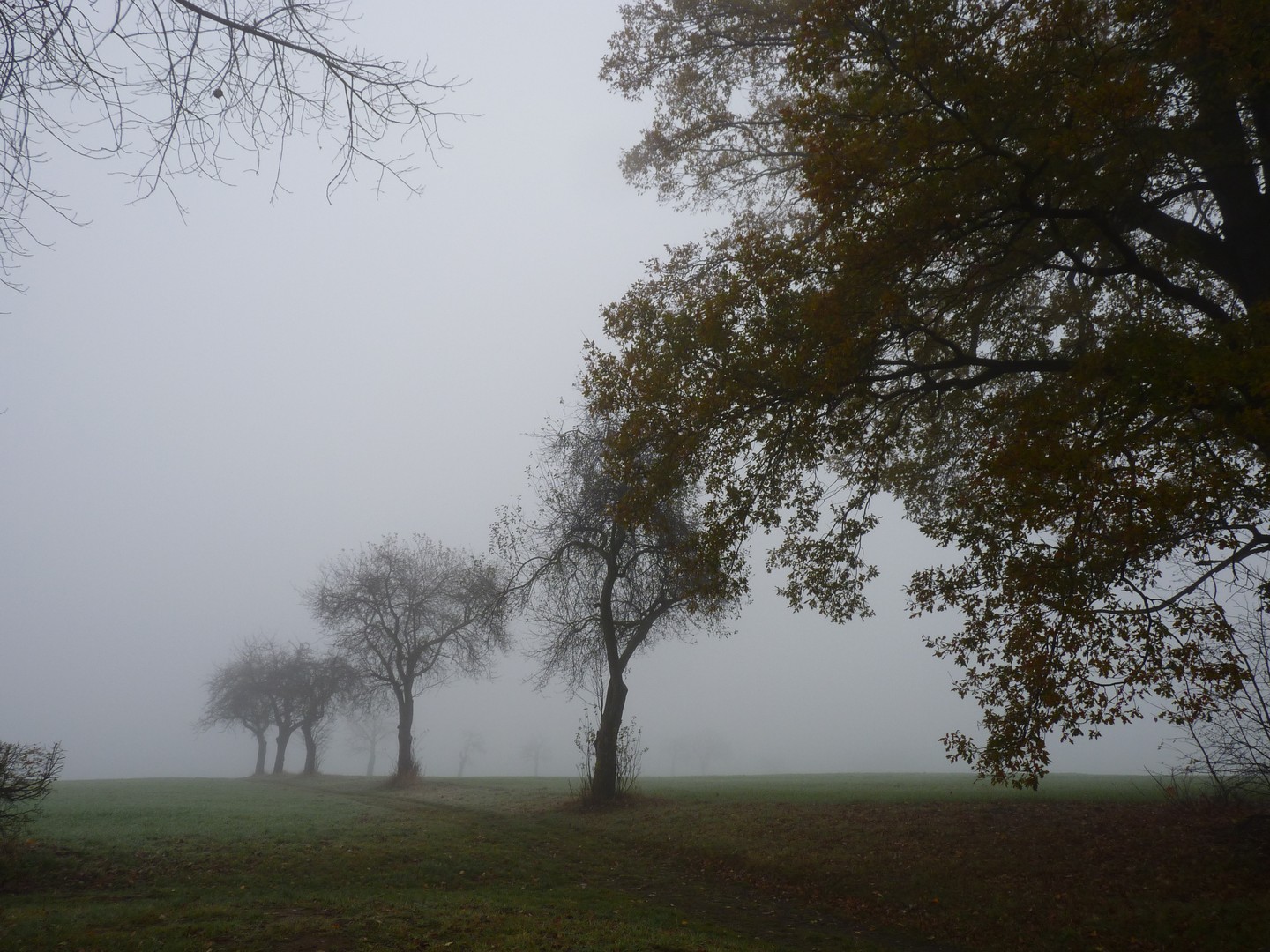 Nebel am Morgen