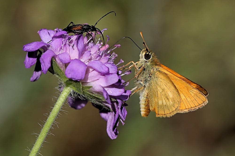 Blümchenfoto mit zwei Insekten