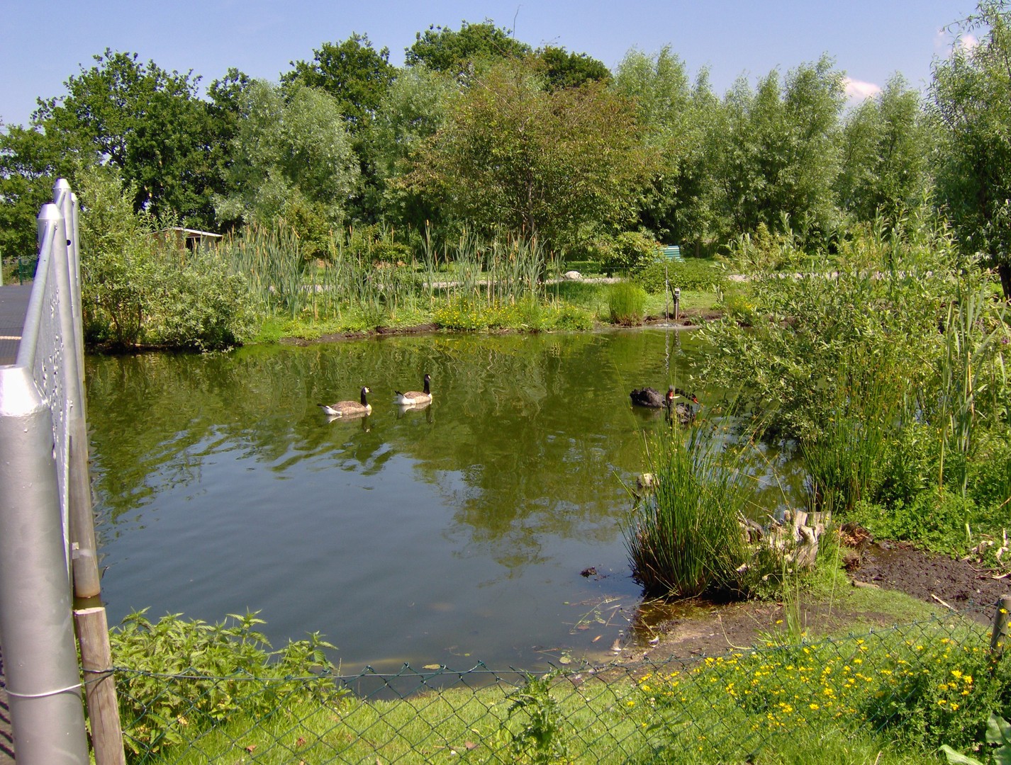 Landschaft im Sommer