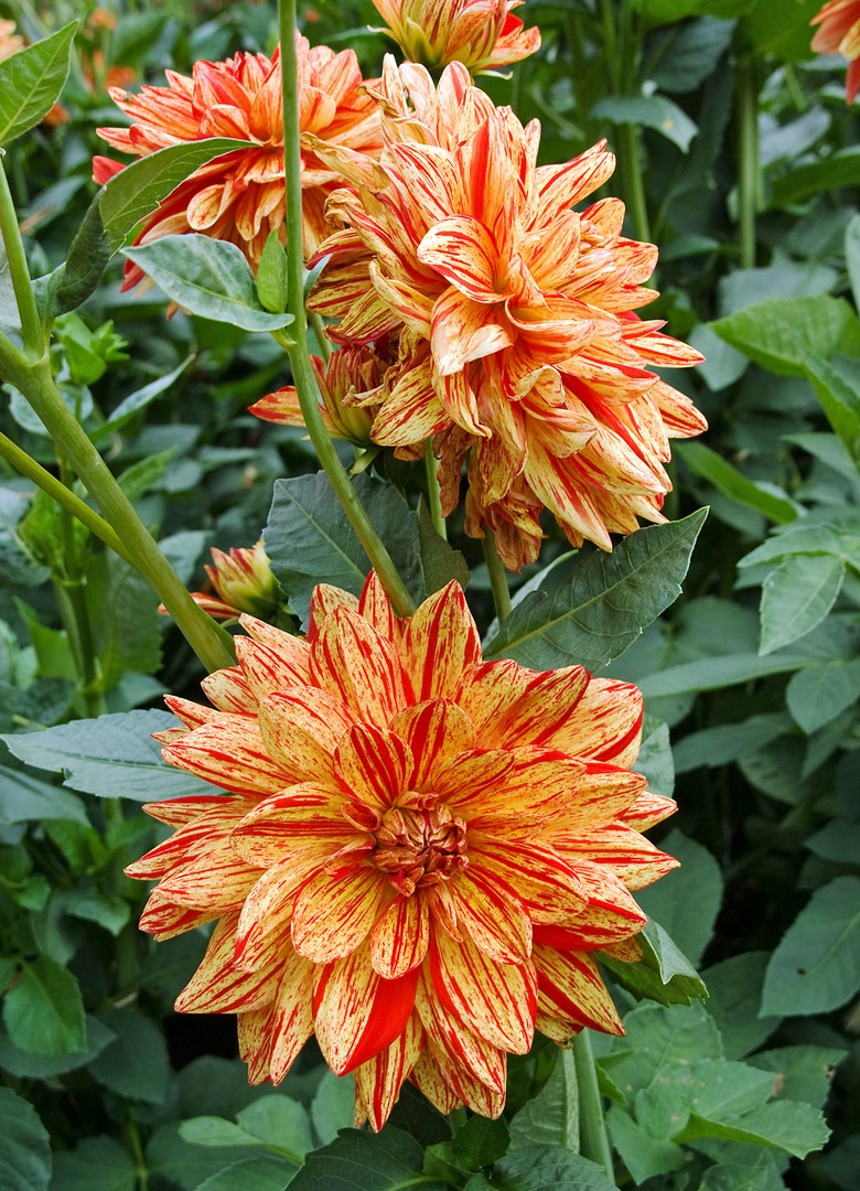 Dahlienblüten