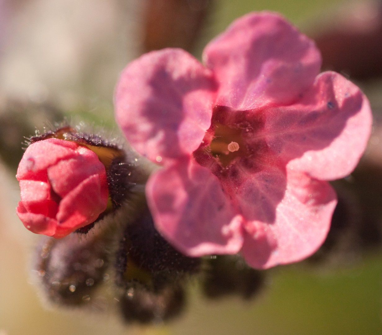 Pulmonaria officinalis