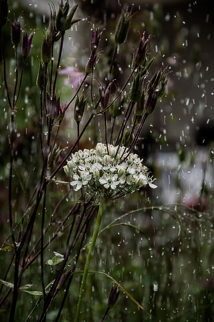 Garten, Juni, Regen