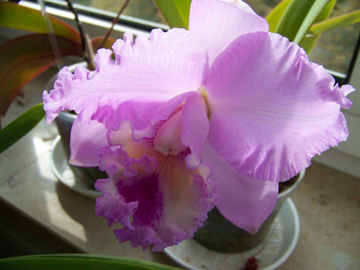 Orchidee Catlaya Bl-Spring-Climax-Christ