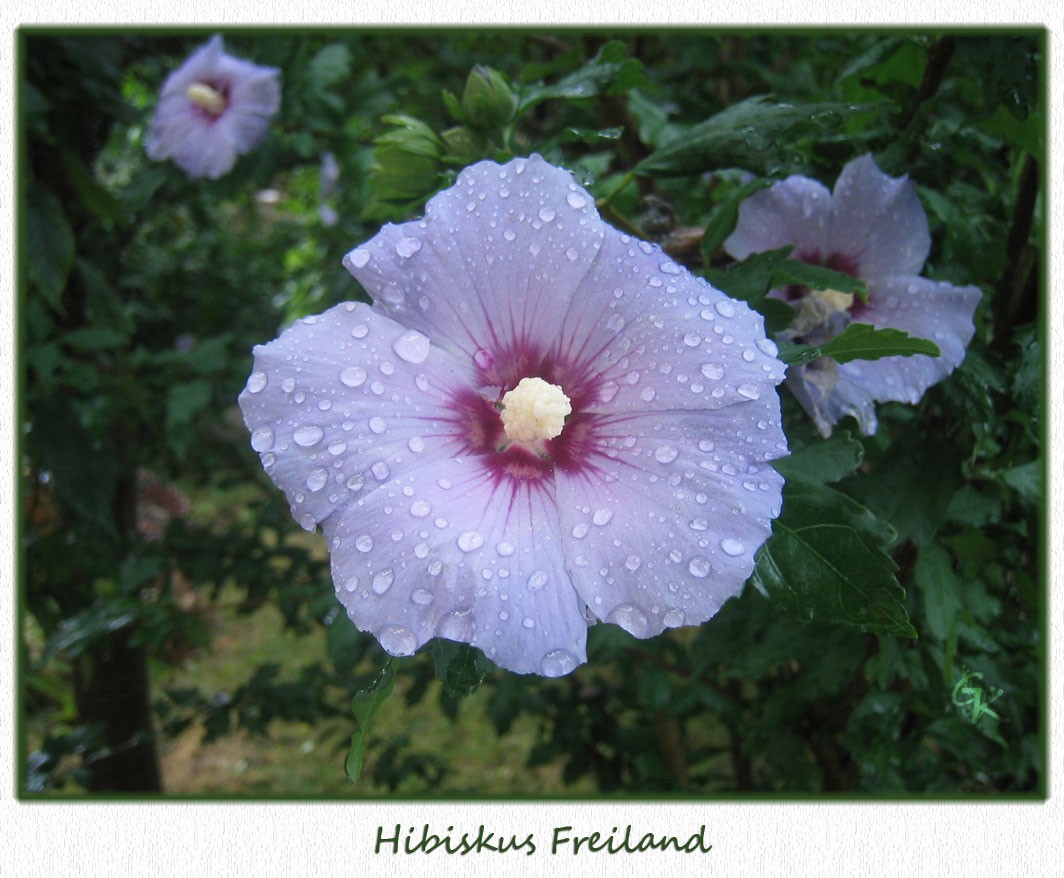 Hibiskus (Freiland)