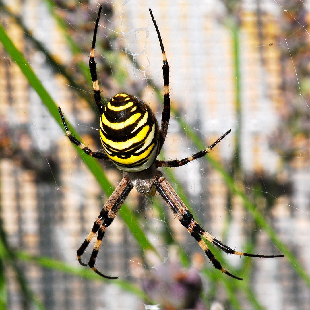 De wespspin (Argiope bruennichi)