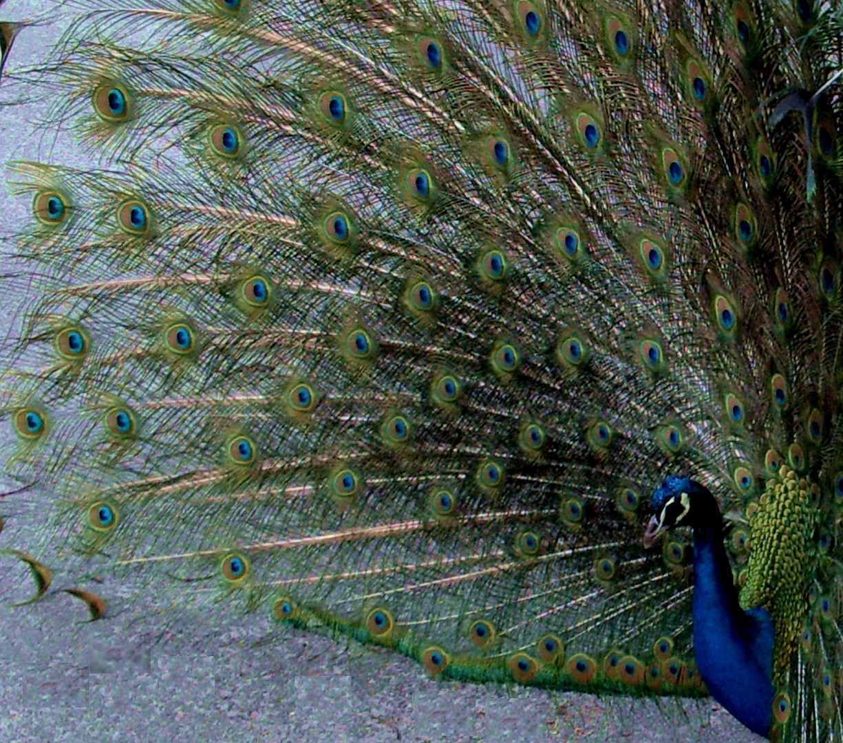 pfau