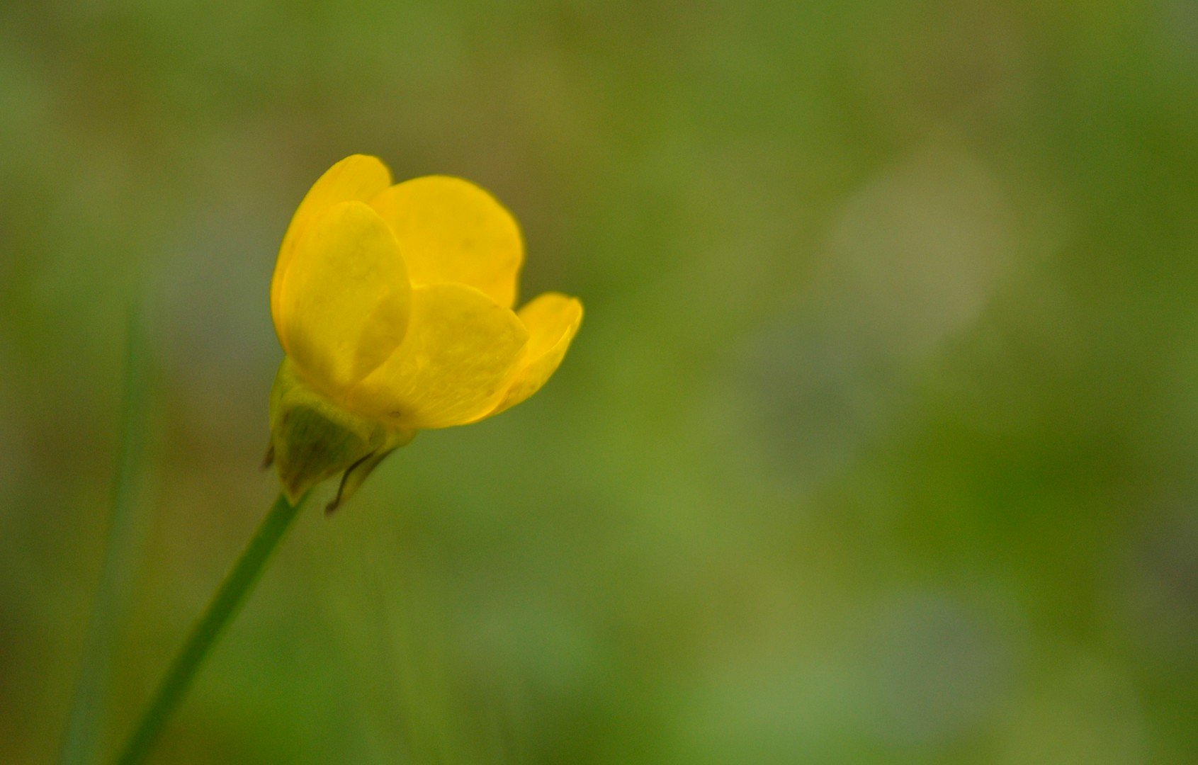 Butterblume