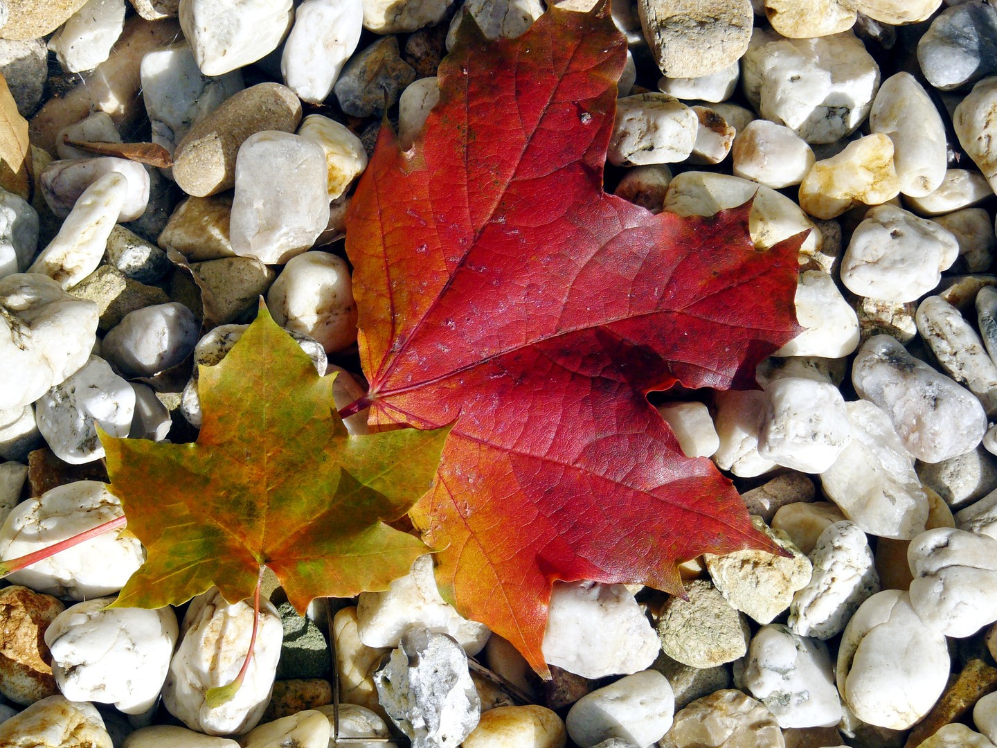 Herbstlaub