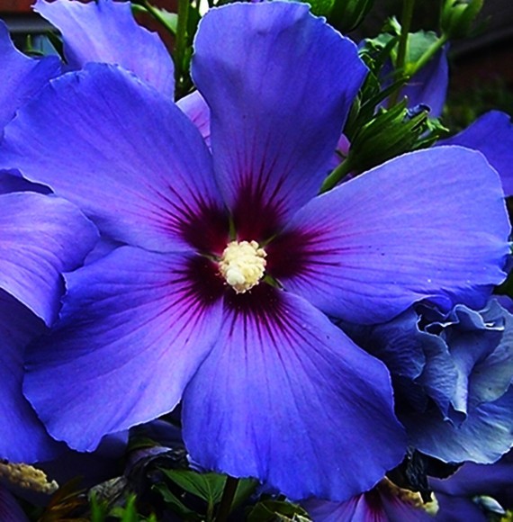 Blaue Hibiskusblüte