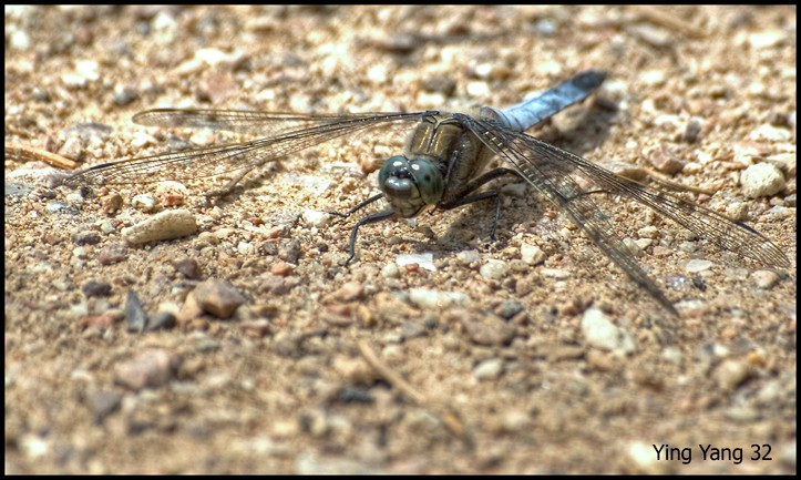 Lachende Libelle