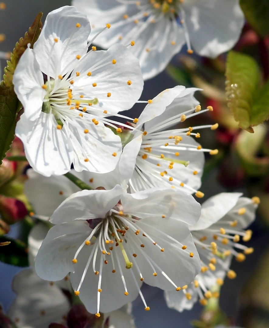 Kirschblüten