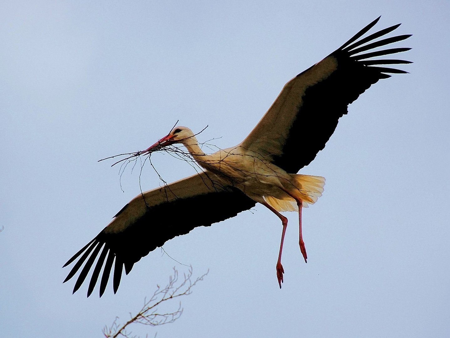 Storch