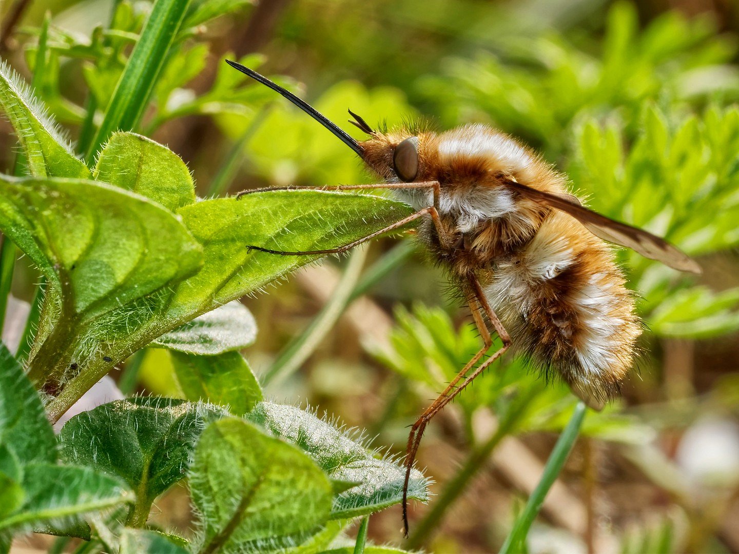 Bombylius major