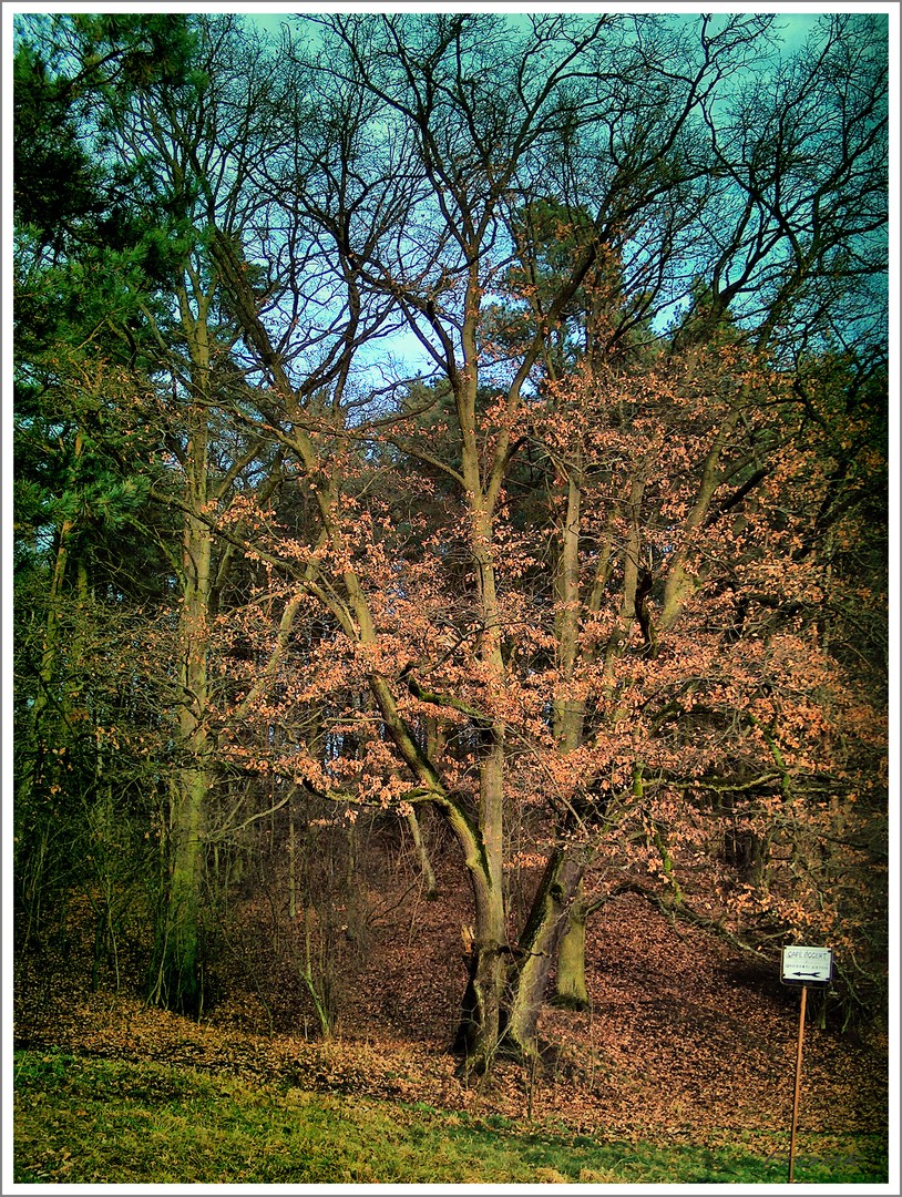 Der Baum