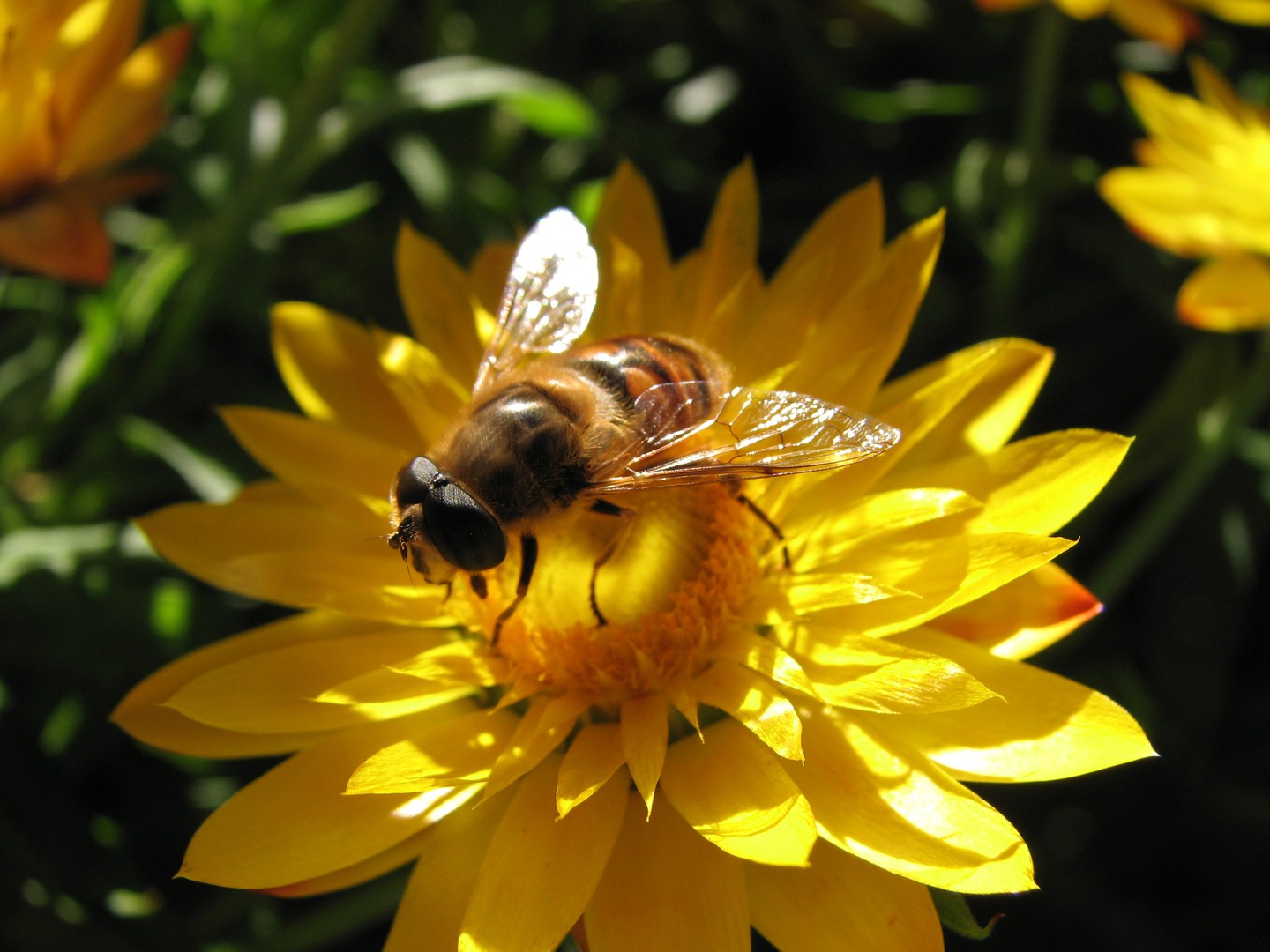 Biene auf Strohblume