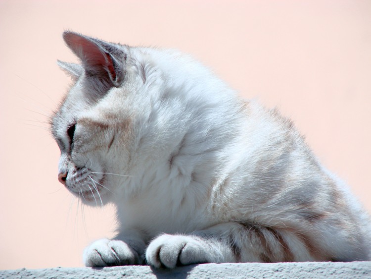 Portrait d'un chat