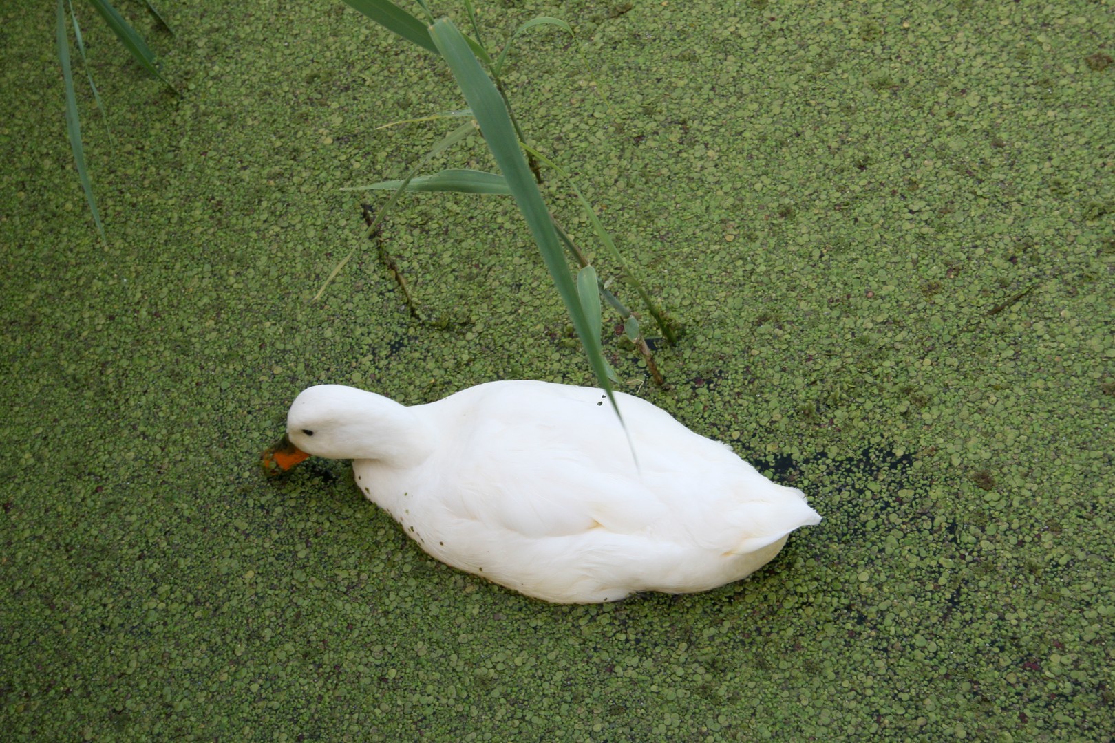 Marken - Canard