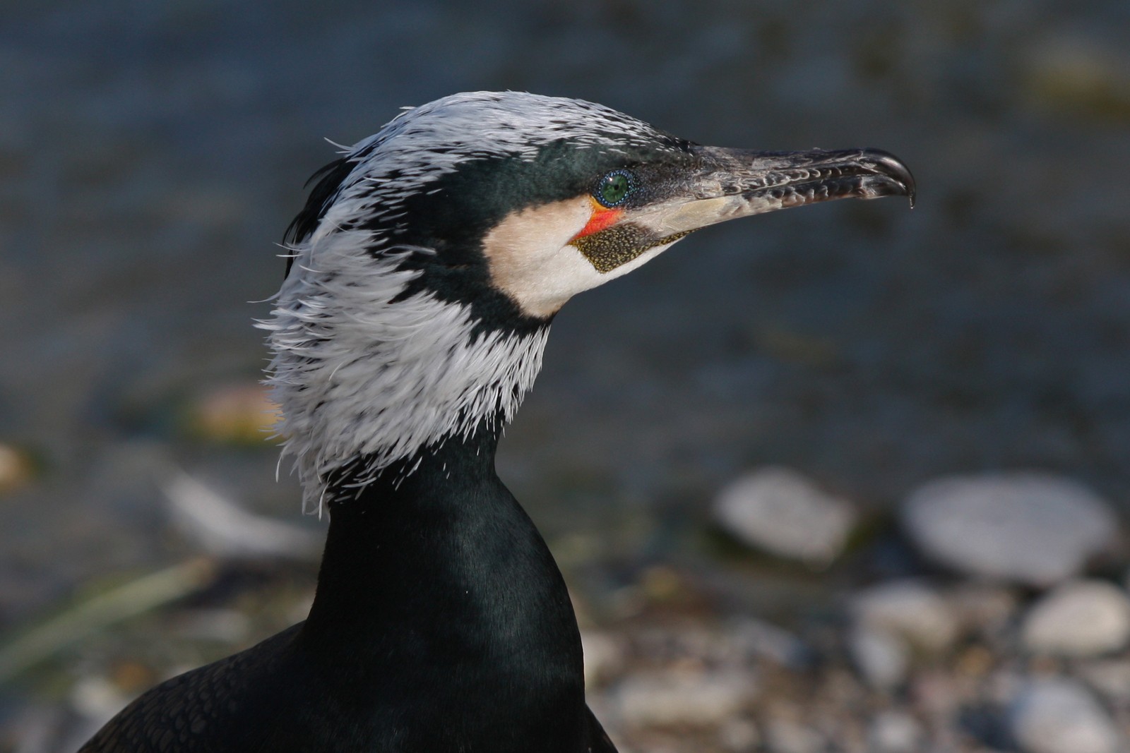 Kormoran