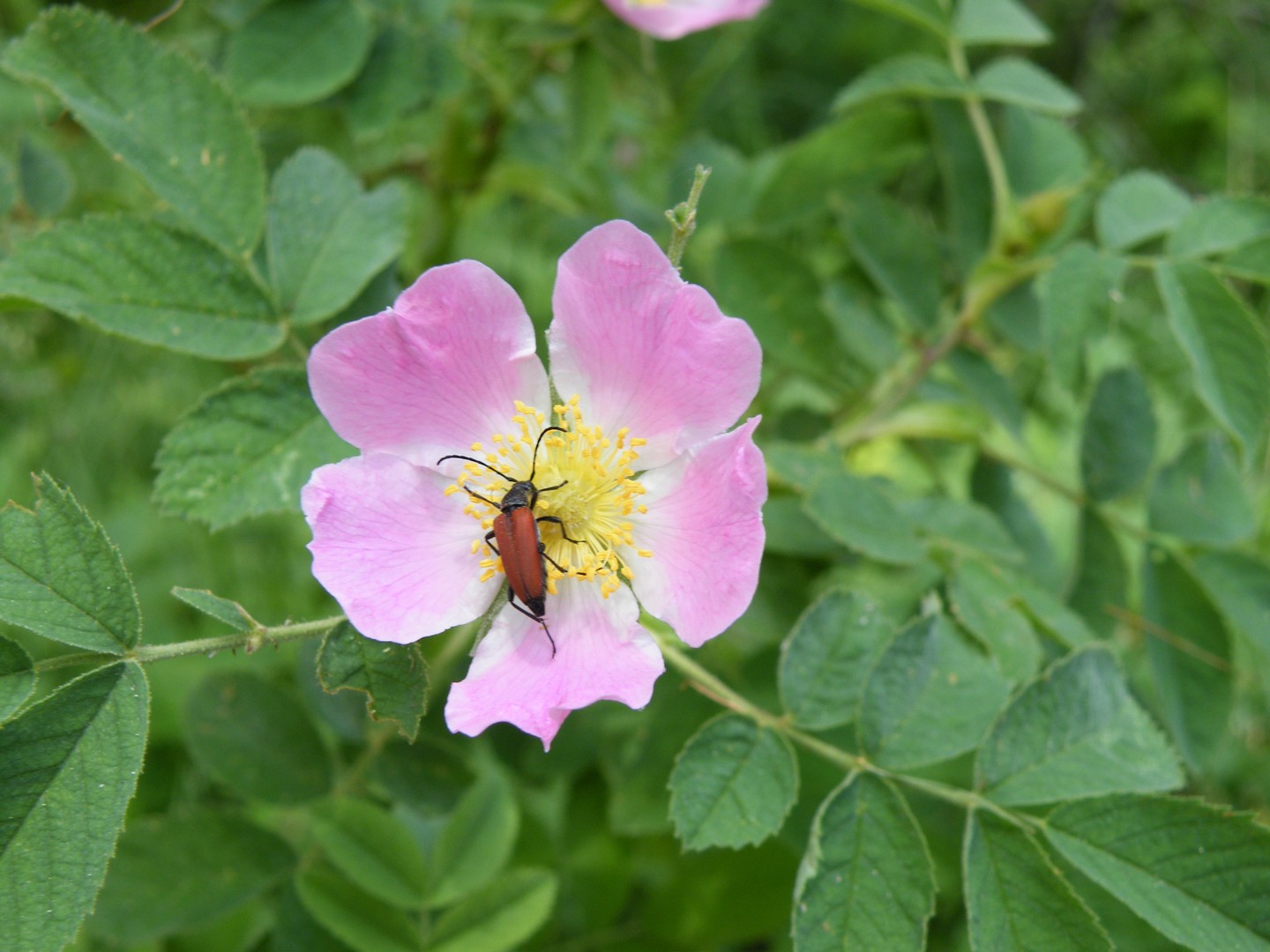 UN VISITEUR SUR UNE ROSE SAUVAGE