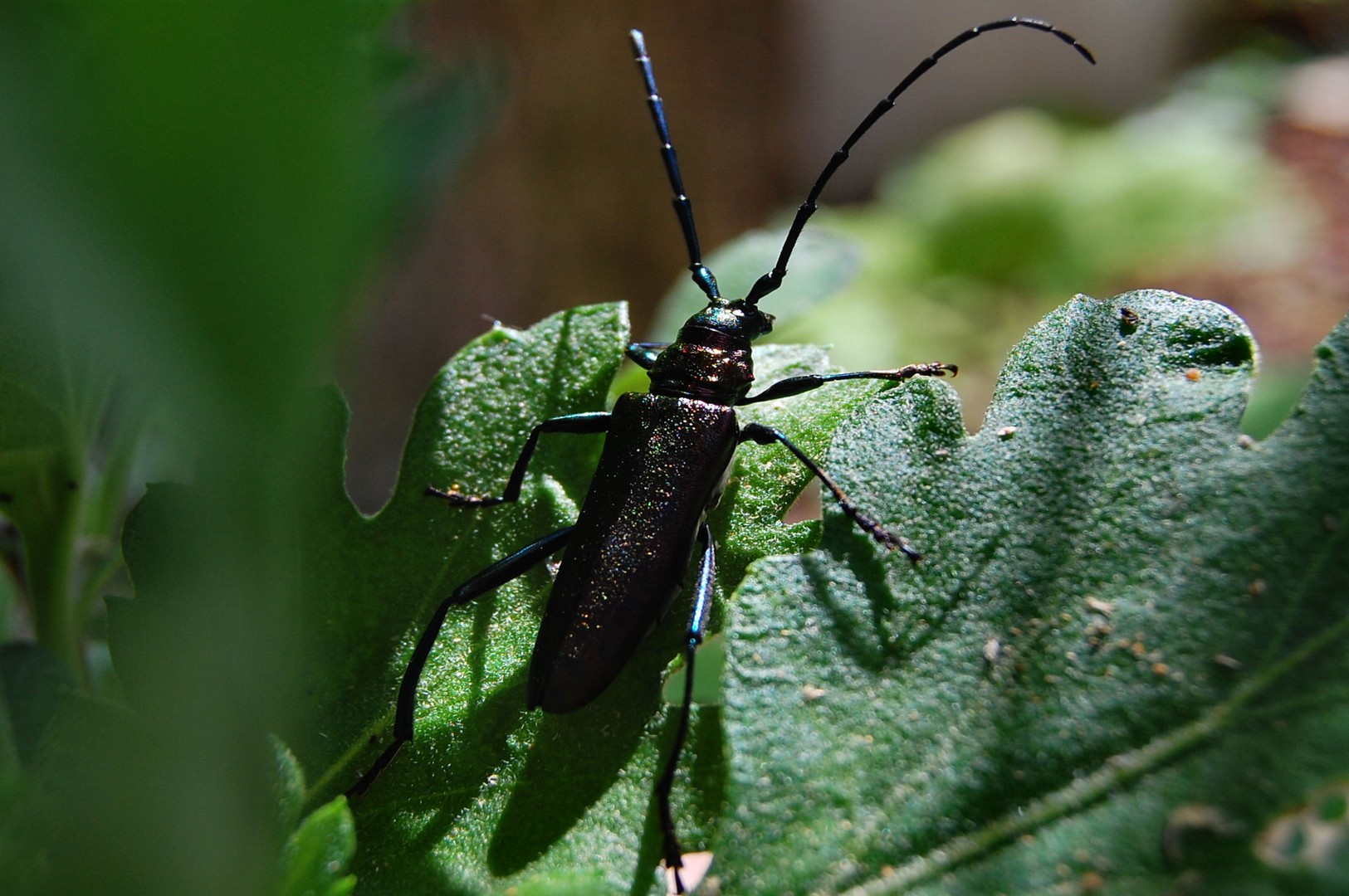 Käfer