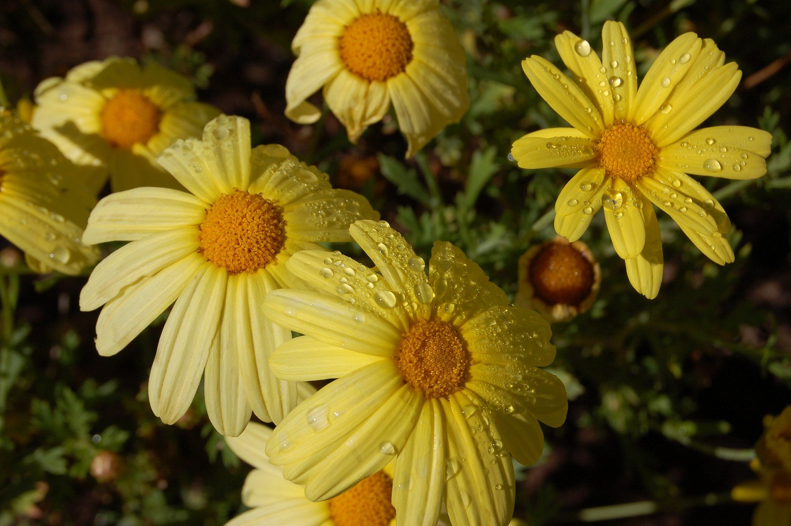 Fleur et rosée