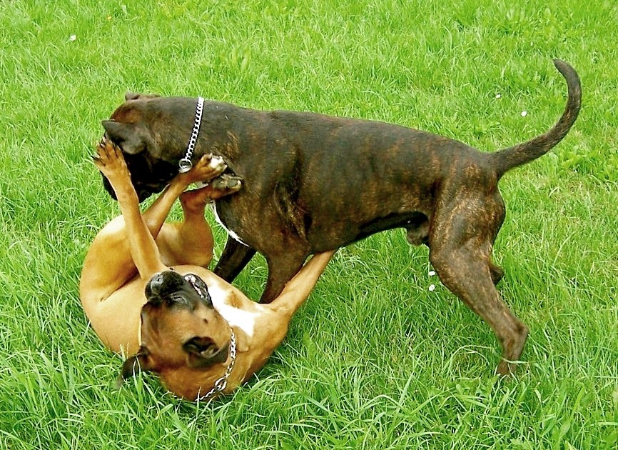 Boxerpärchen Amigo und Cita beim Spielen