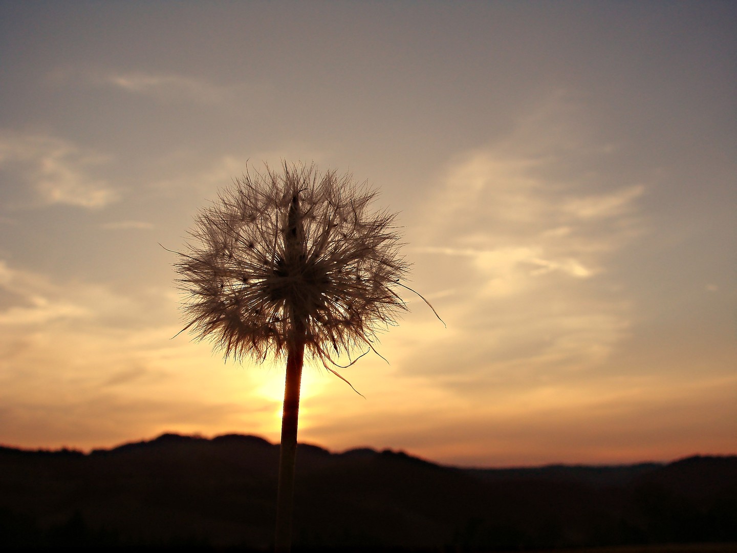 Pusteblume