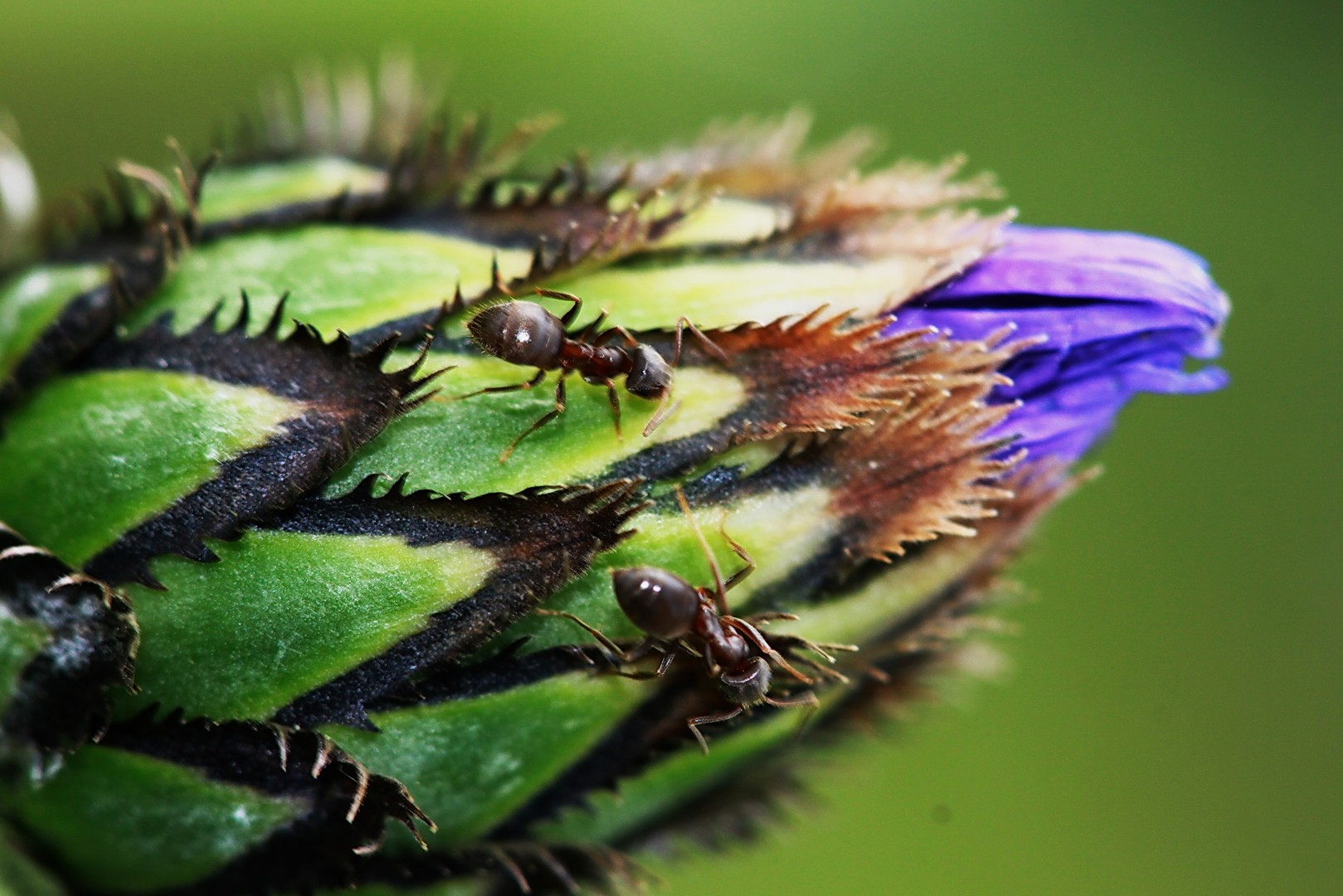 Natur lebt