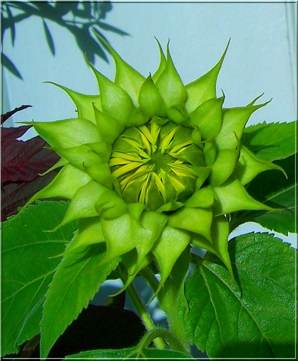 Sonnenblumenknospe